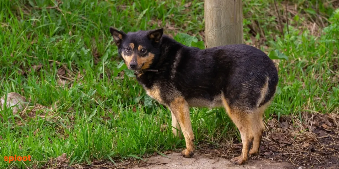 Black and tan dog standing beside a wooden post with tail curled upward in grass