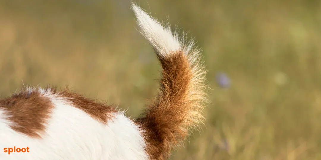 Brown and white dog holding its tail high and stiff while standing in tall grass