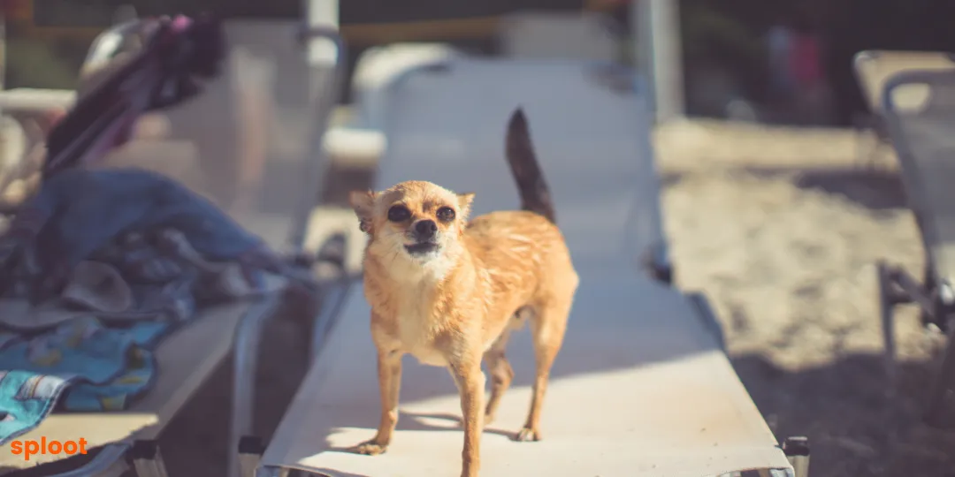 Small tan dog standing on a sun lounger with its tail curved up at the beach