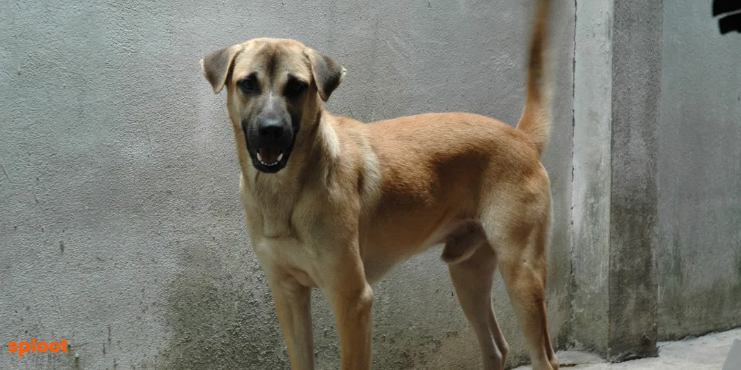 Tan dog with pointed ears panting against a grey wall, tail raised behind it