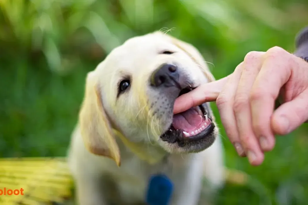 How to Stop Puppy Biting: Say hello to bite-free puppyhood