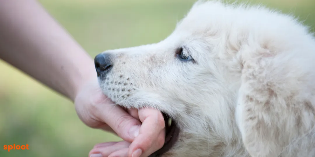 White fluffy puppy mouthing a person's hand outdoors on grass