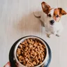 How to Transition Dog Food: A Complete Guide