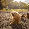 Hypoallergenic Dog Food in India: Signs, Diets, and Vets