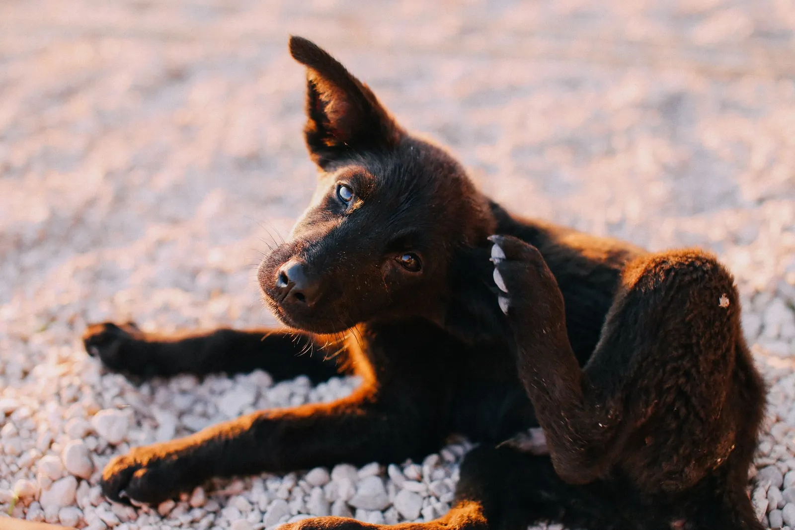 Dog pawing at its ear while resting indoors