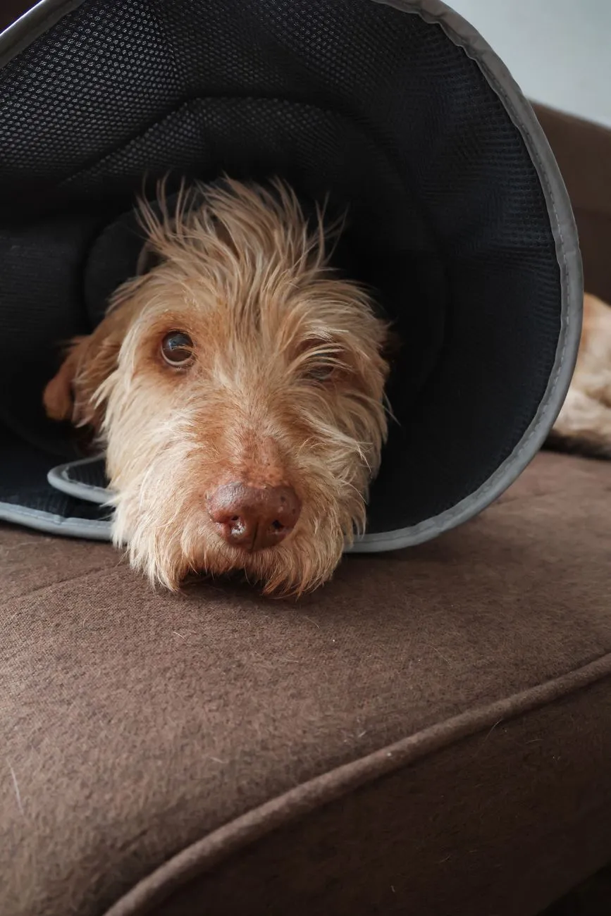 Unwell dog resting quietly on a home sofa