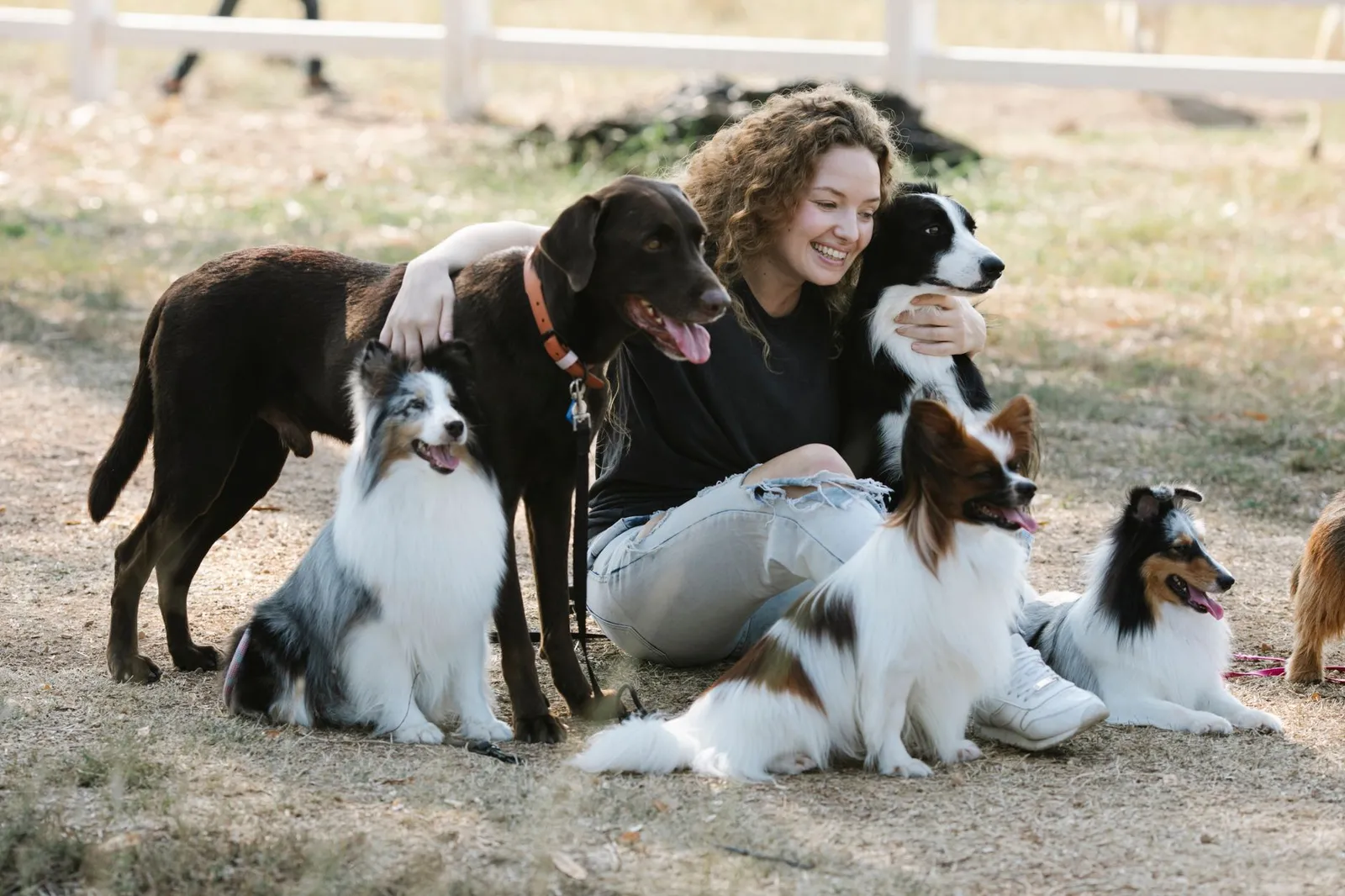 Person with dogs of different coat colours outdoors