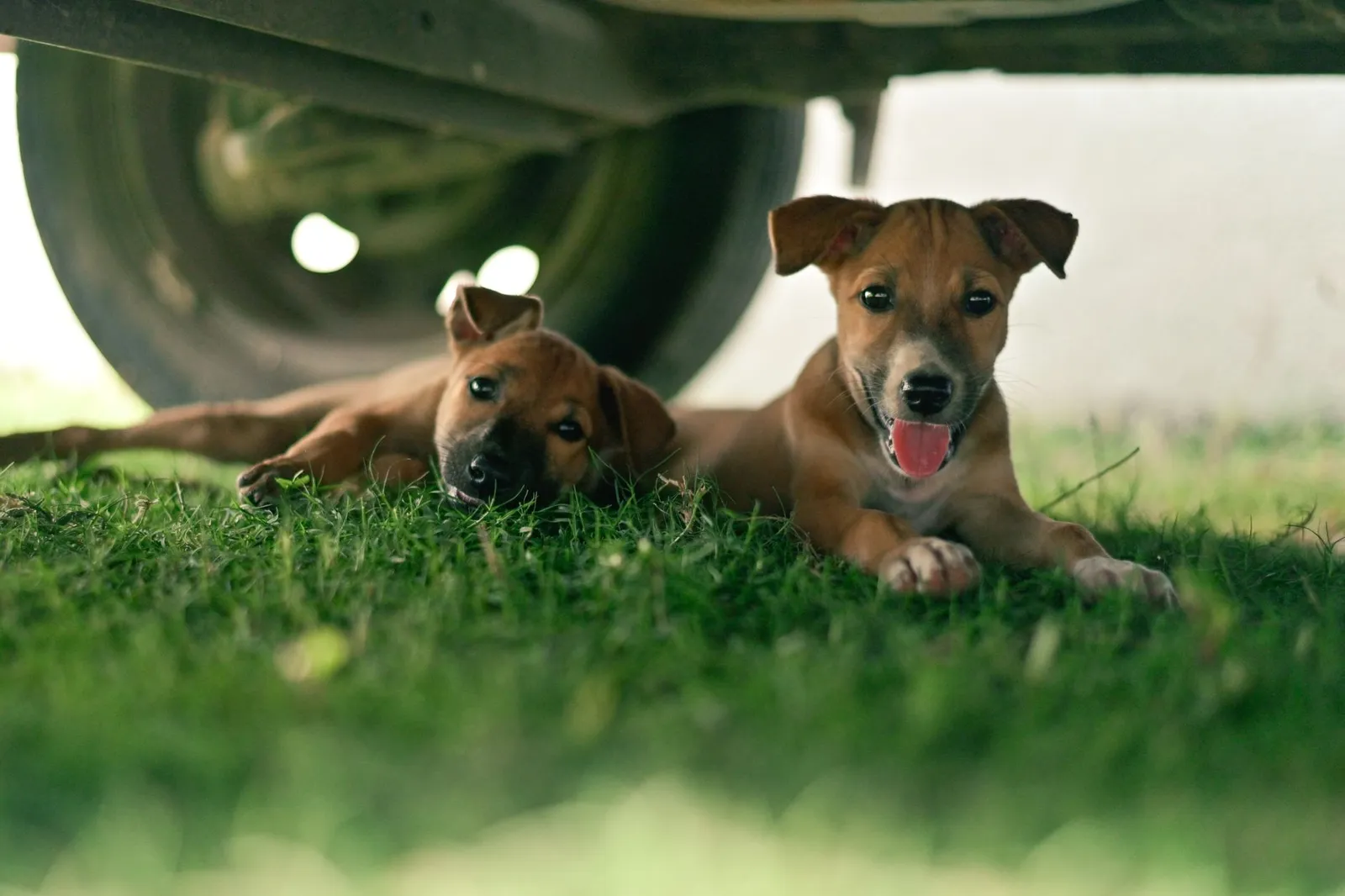 Rescue puppies resting calmly on grass