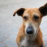 Indian Pariah Dog Temperament and Price for Indian Homes