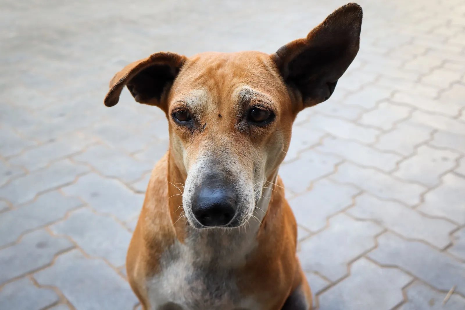 Indian Pariah Dog Temperament and Price for Indian Homes