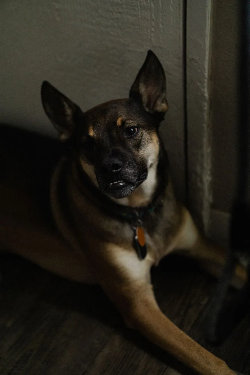 Alert dog watching the doorway of a home