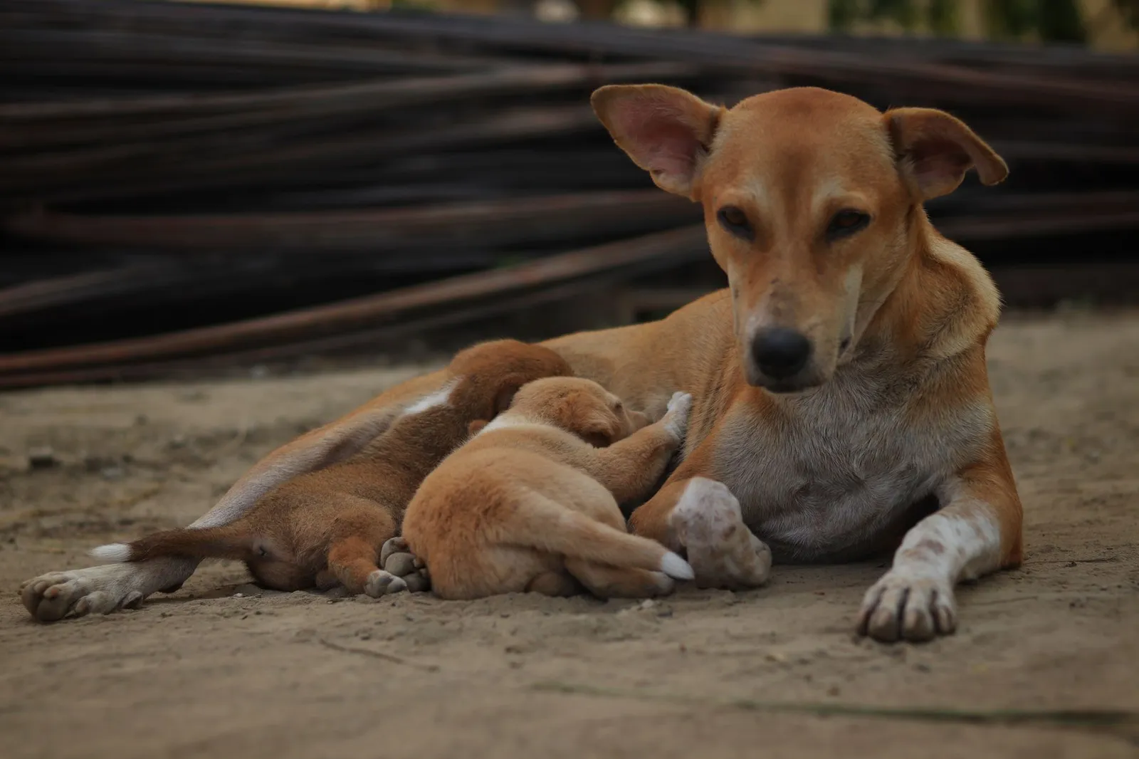 Dog resting with puppies in a compact home
