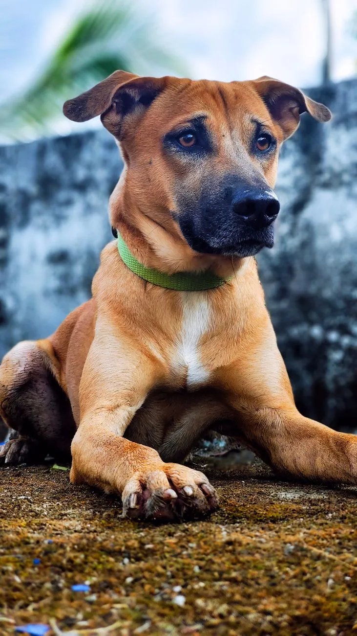 Healthy short-coated dog standing alert outdoors