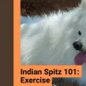 Indian Spitz: All About Exercise