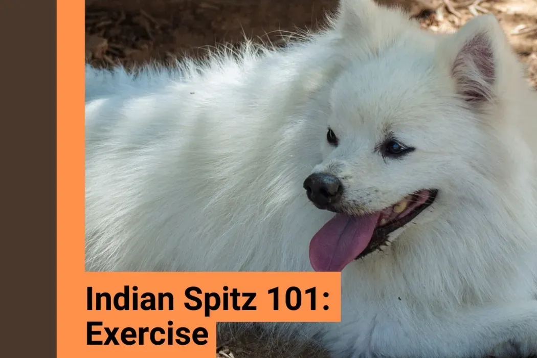 Indian Spitz: All About Exercise