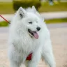 What does Indian Spitz eat?