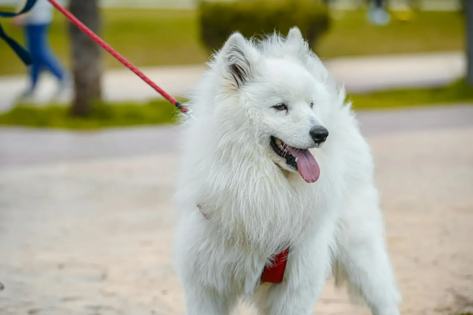 What does Indian Spitz eat?
