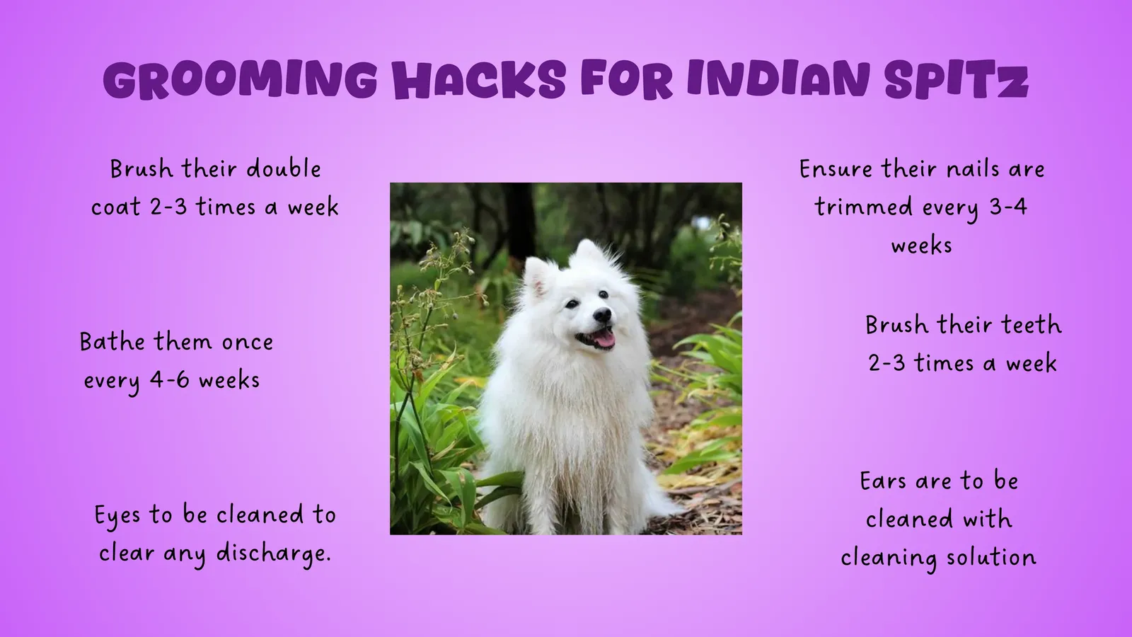 Infographic listing Indian Spitz grooming hacks for coat, nails, bathing, and teeth