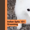 Indian Spitz: Grooming in Important!