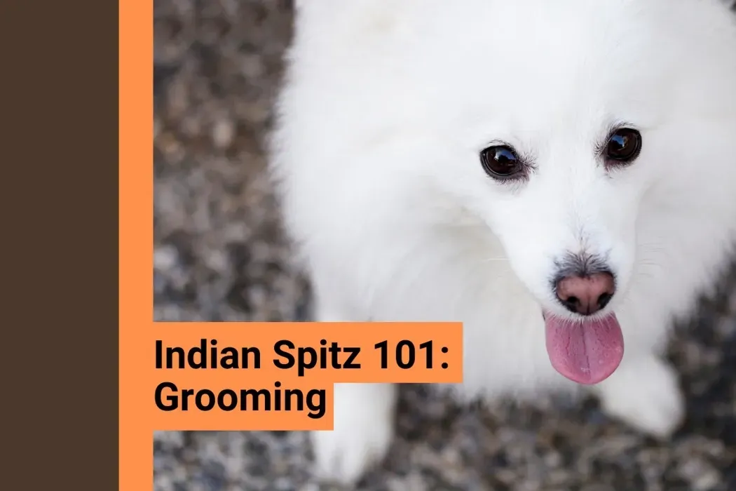 Indian Spitz: Grooming in Important!