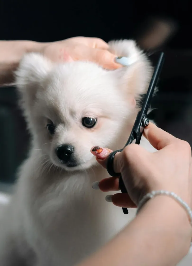 Fluffy white puppy having its face fur trimmed with grooming scissors