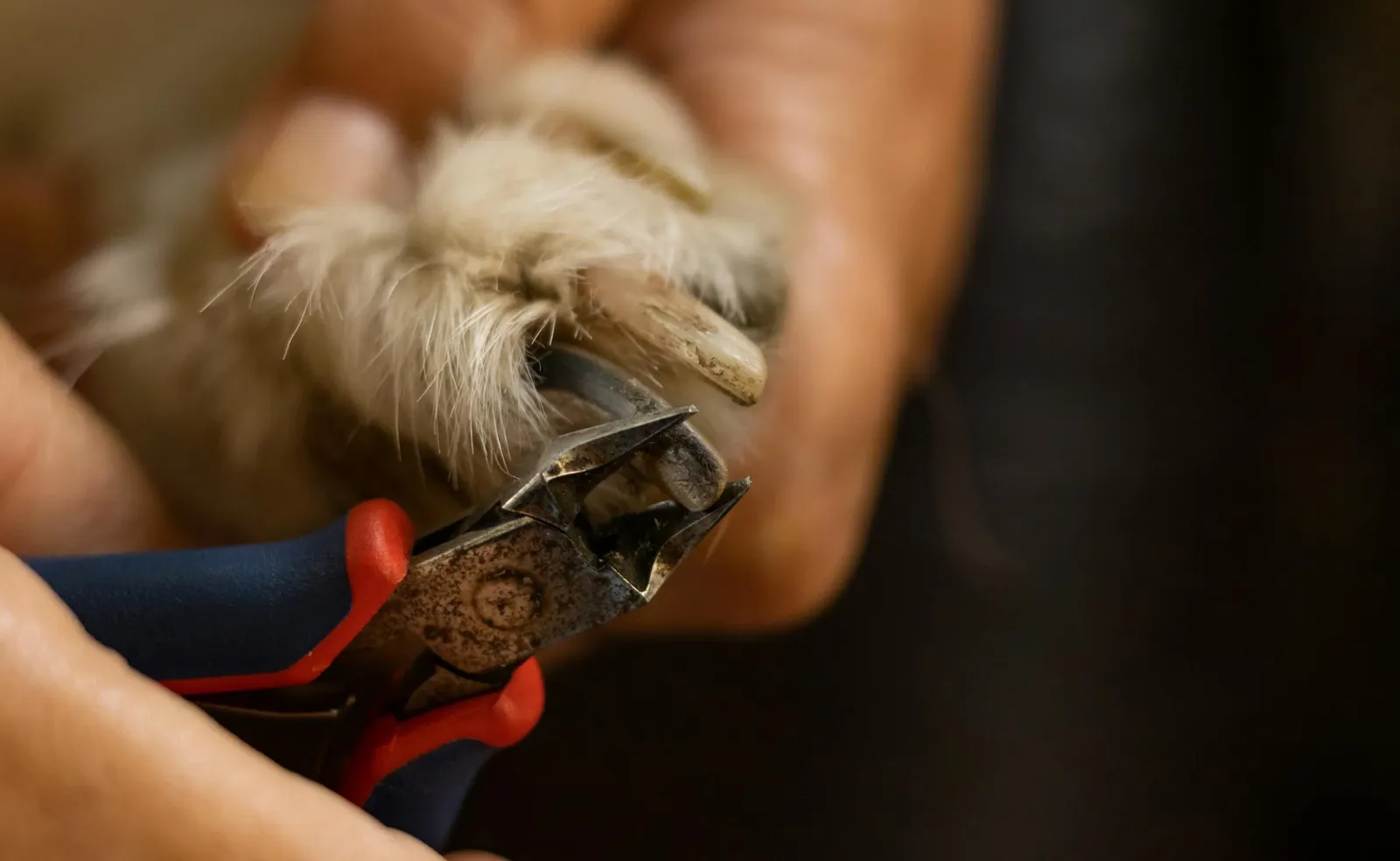 Close-up of a dog's paw nail being trimmed with red-handled clippers