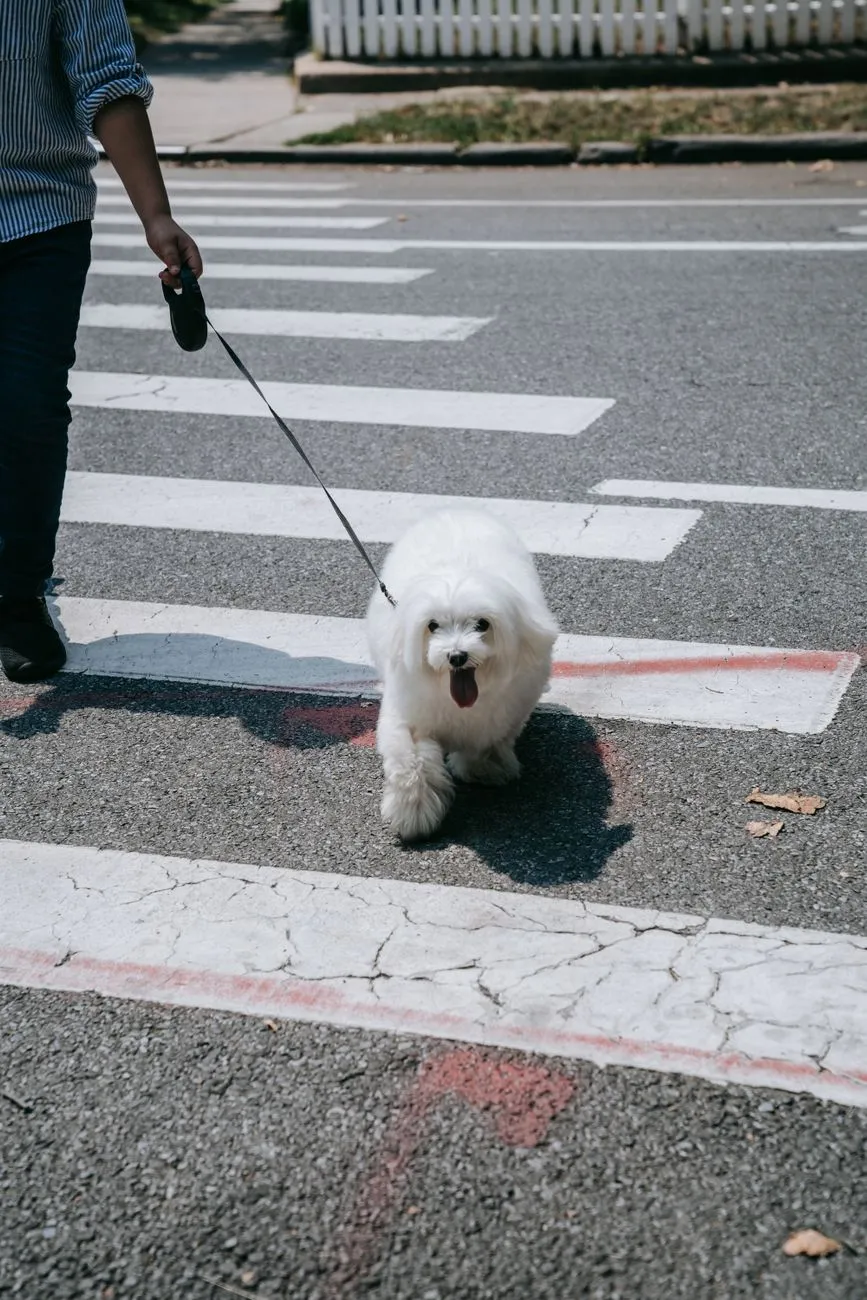 Person walking a fluffy white dog on a leash