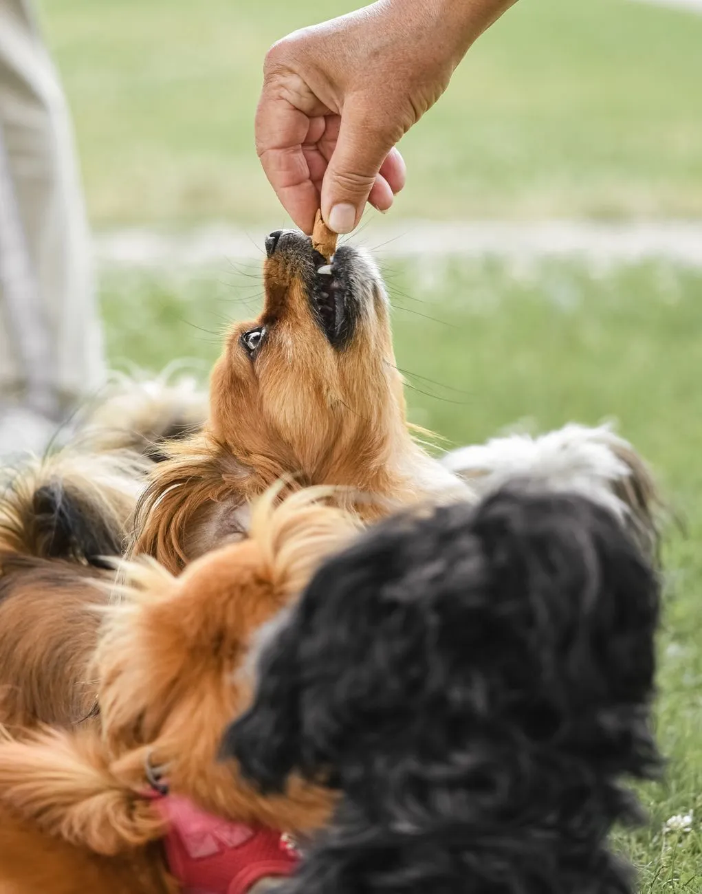 Person rewarding a dog during outdoor training