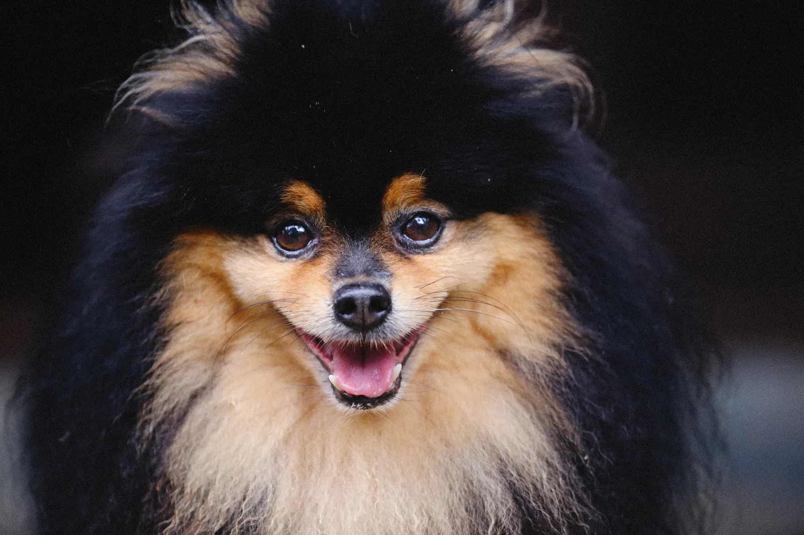 Pomeranian face for comparison with Indian Spitz