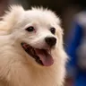 Indian Spitz Temperament: Clear of Pomeranian Confusion