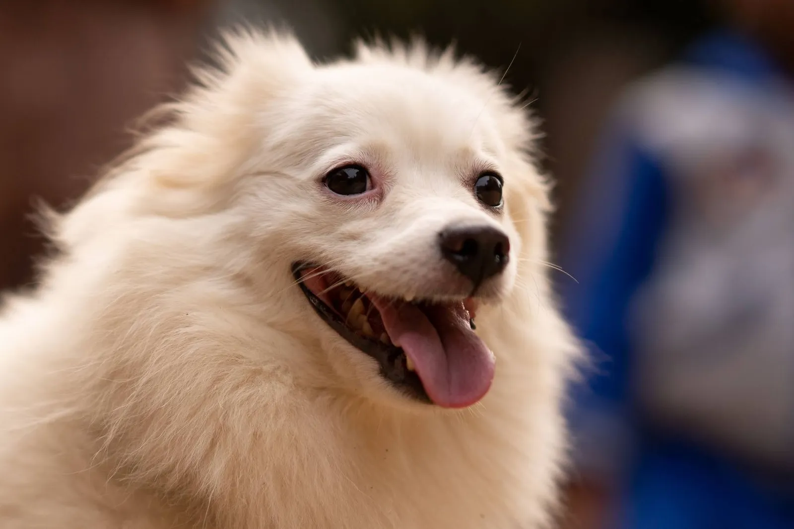 Indian Spitz Temperament: Clear of Pomeranian Confusion