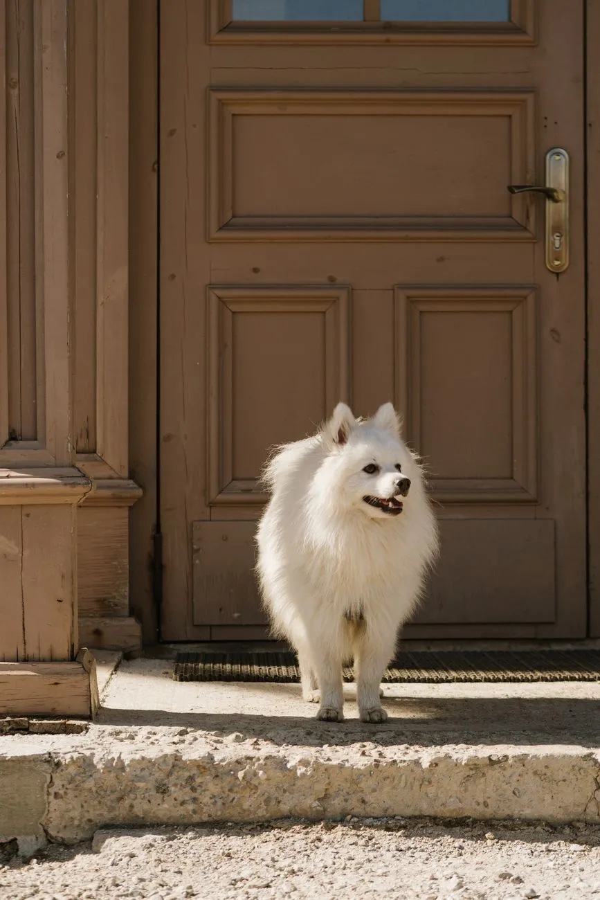 Alert fluffy dog watching a home doorway