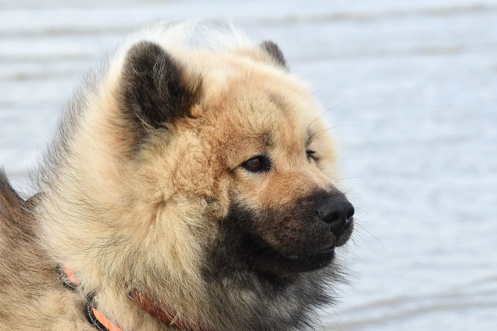 Fluffy dog with a dense coat outdoors
