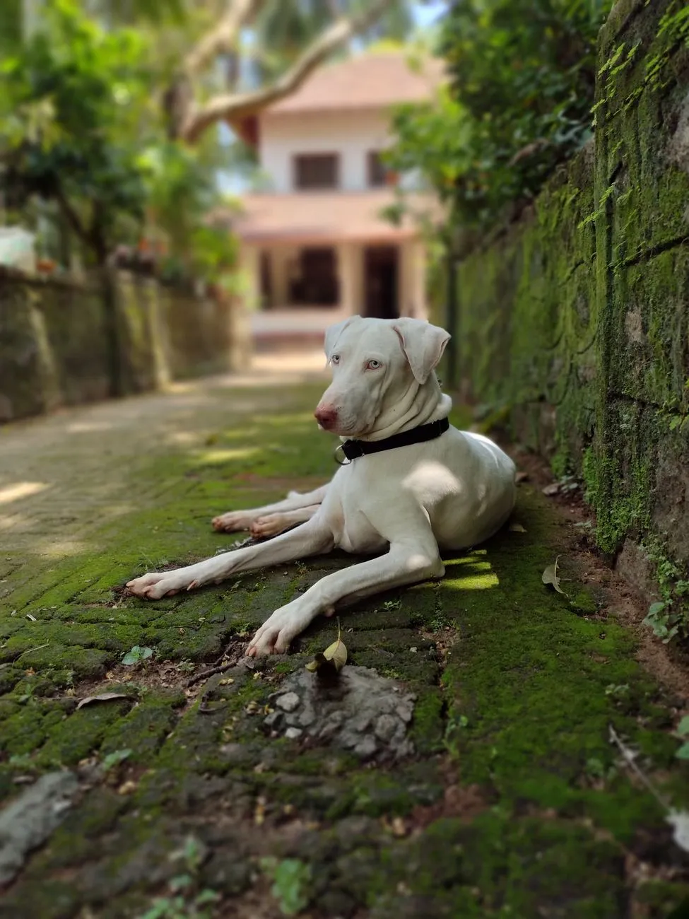 White Rajapalayam hound standing outdoors in soft light
