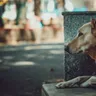 Indian Dog Breeds and Indie Dogs Guide for Indian Homes