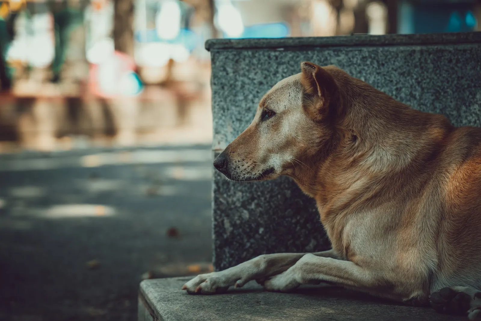 Indian Dog Breeds and Indie Dogs Guide for Indian Homes