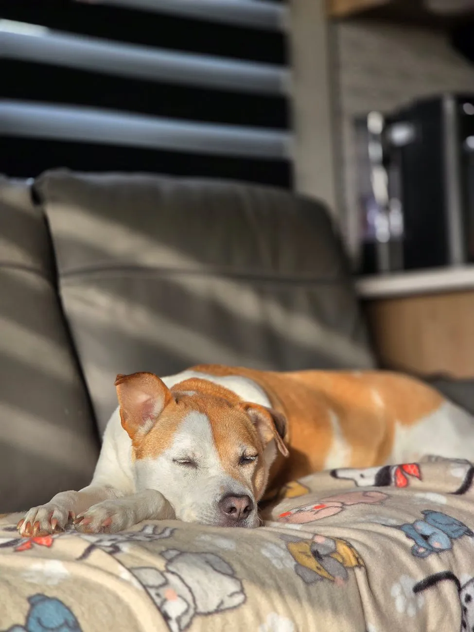 Medium dog resting on a sofa in an apartment living room