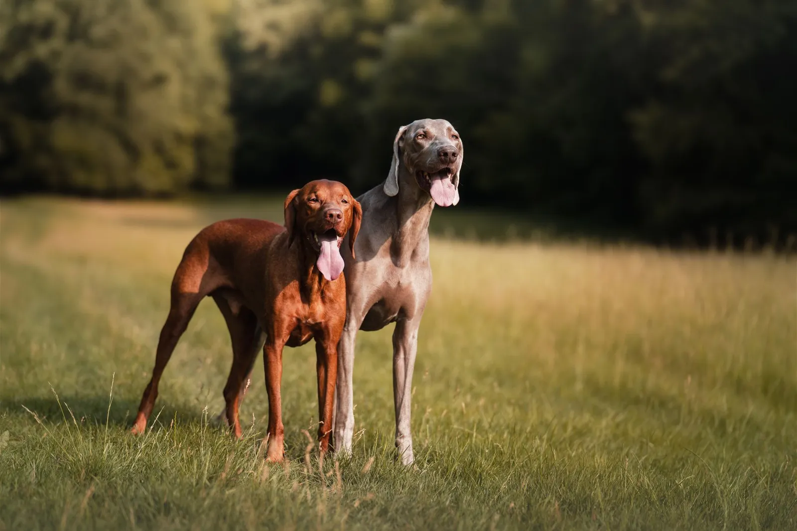 Lean sighthound standing alert in an open field