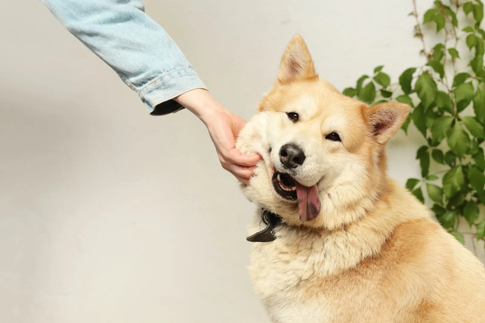 Person gently petting a dog outdoors after adoption