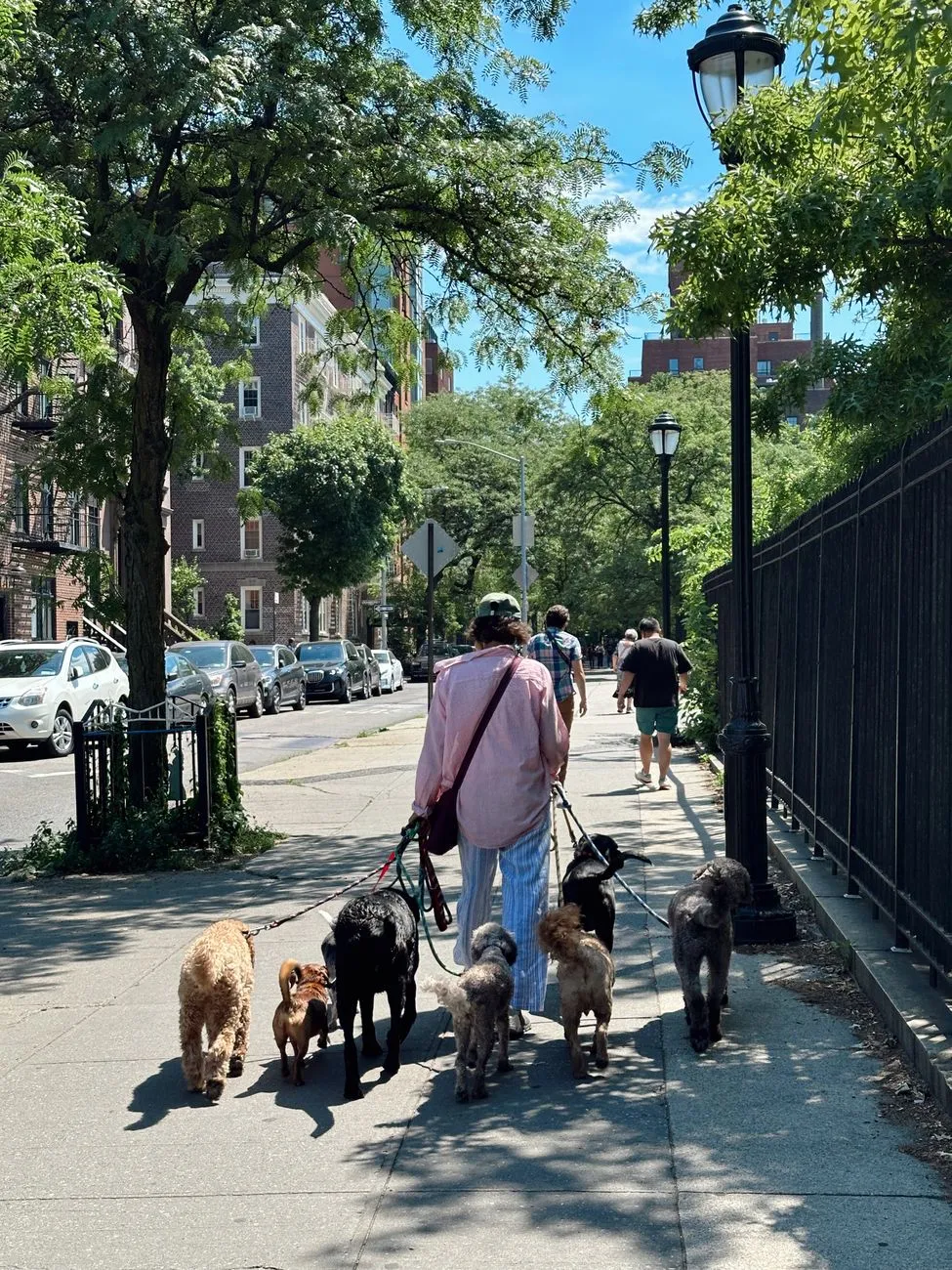 Dog on a leash walking on a city sidewalk