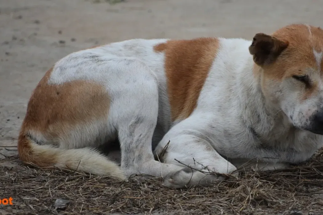 Indie Dogs as Guard Dogs: Their Natural Instincts and Training