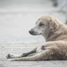 What to Do If You Find an Injured Street Dog?
