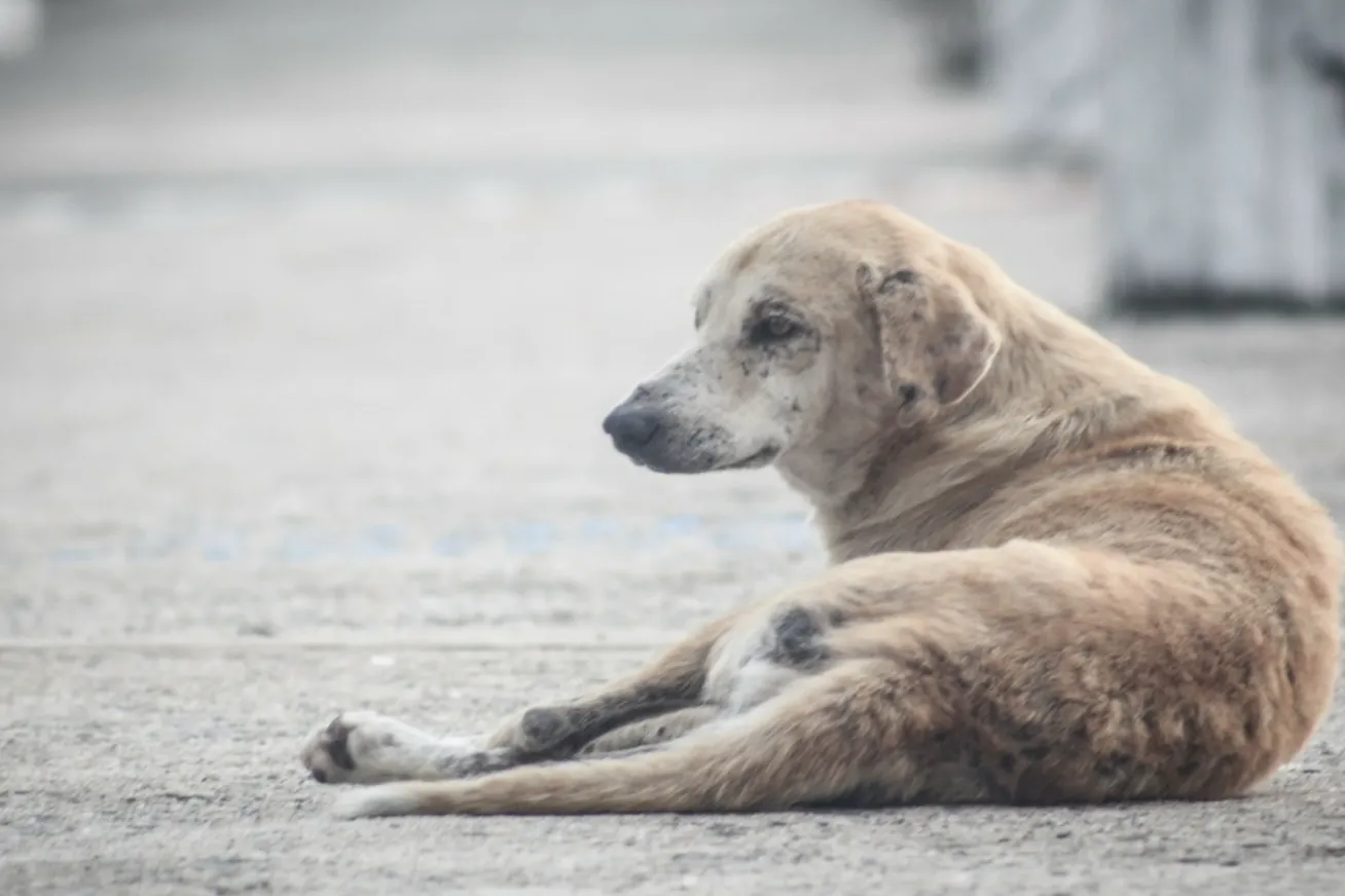 What to Do If You Find an Injured Street Dog?