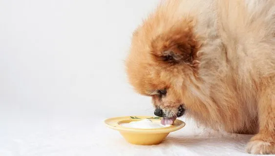 Fluffy tan dog licking curd from a small yellow plate on a cloth