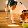 Is Feeding Chapati and Curd Good for Dogs?