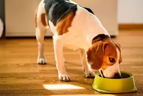 Is Feeding Chapati and Curd Good for Dogs?