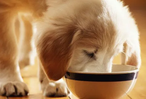 Golden retriever puppy eating from a blue-striped bowl on a wooden floor