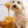 Is Peanut Butter and Peanuts safe for Dogs? Everything You Need to Know