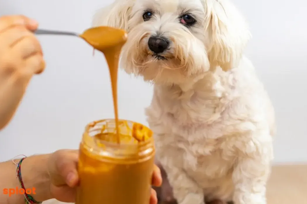 Is Peanut Butter and Peanuts safe for Dogs? Everything You Need to Know