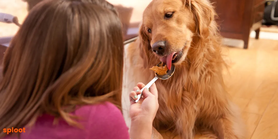 Golden retriever licking peanut butter off a spoon held by its owner